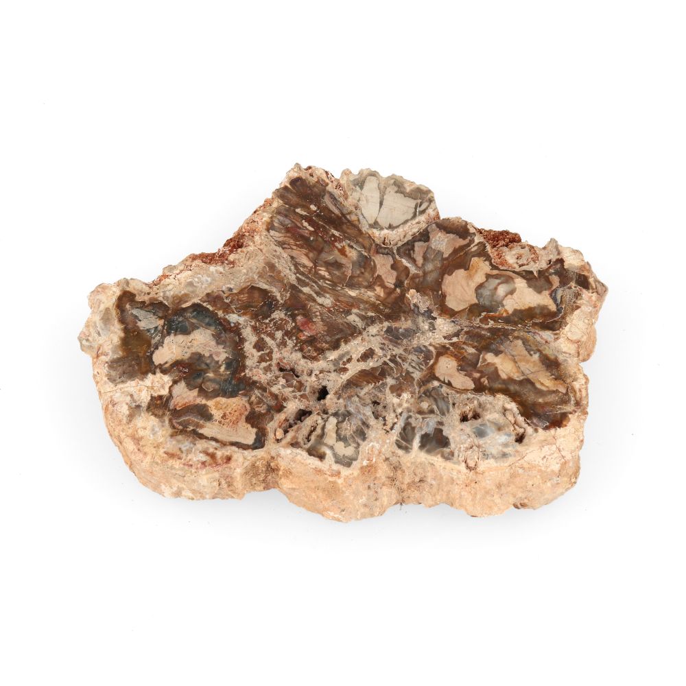 Versteend Hout Schijf - 14