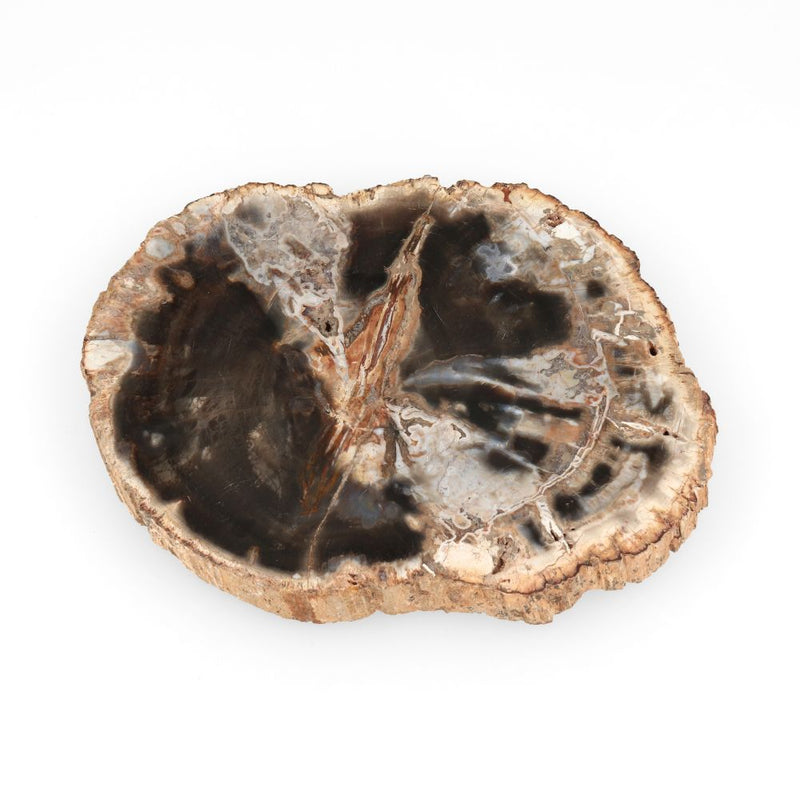 Versteend Hout Schijf - 17