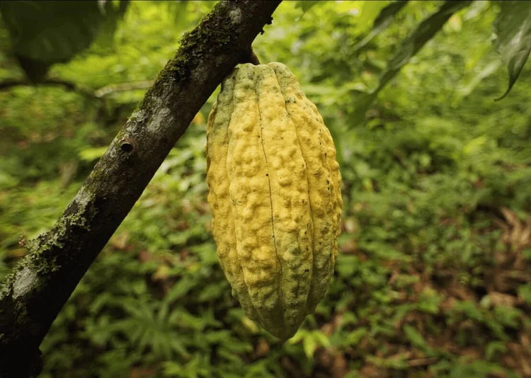 Pure Kakaw - Alta Verapaz: 100% cacao uit Guatemala