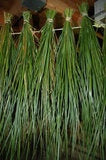 Sweetgrass XXL