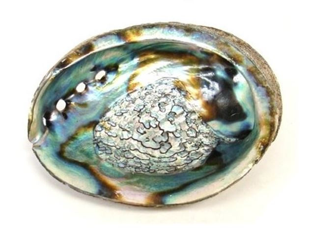 Smudge abalone schelp 13 -15 cm